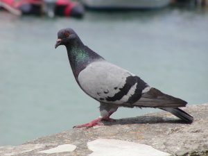A pigeon sitting on a concrete wall.
